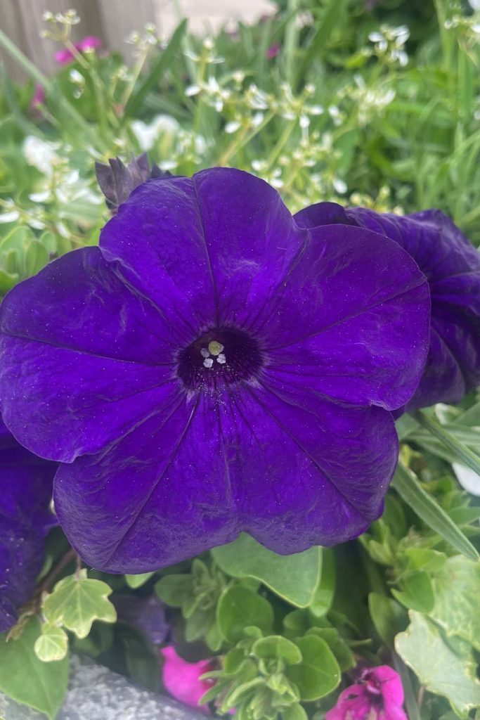 purple pansy in planter